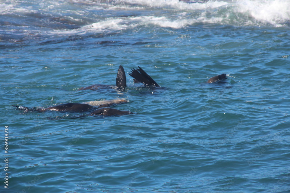 Fototapeta premium flippers in ocean sea lions