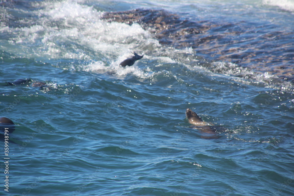 Fototapeta premium sea lions in waves