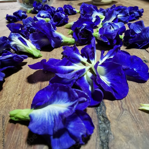 Blue ternate photo