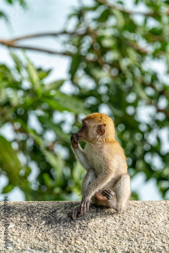 Young long-tailed macaque monkey in the wild