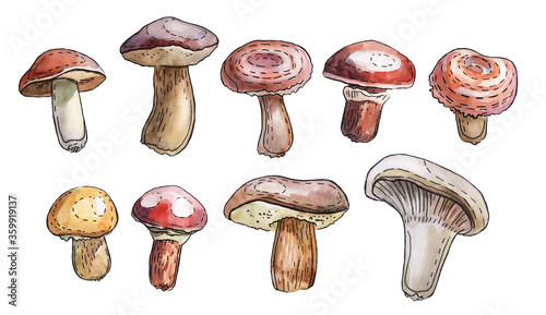 Watercolor mushrooms set isolated on the white background. Neat realistic drawing style, forest plants clip art collection.