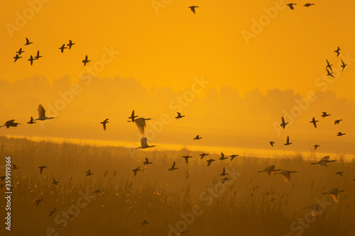 Scenic view of flock of birds flying over wetland at sunrise © tahir