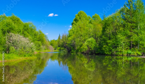forest summer landscape with reflection in the water