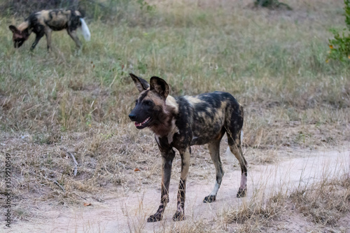 African wild dog (Lyacaon pictus) in the Sabi Sands Reserve, South Africa