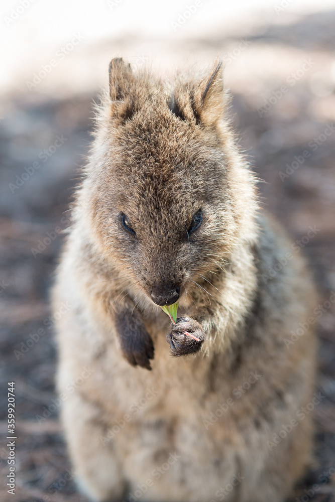 Quokka is the unique and most good-natured marsupial animal on Rottnest Island, Western Australia. Quokka is the unique and most good-natured marsupial animal on Rottnest Island, Western Australia.