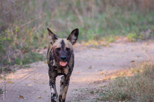 African wild dog (Lyacaon pictus) in the Sabi Sands Reserve, South Africa © Mark Hunter