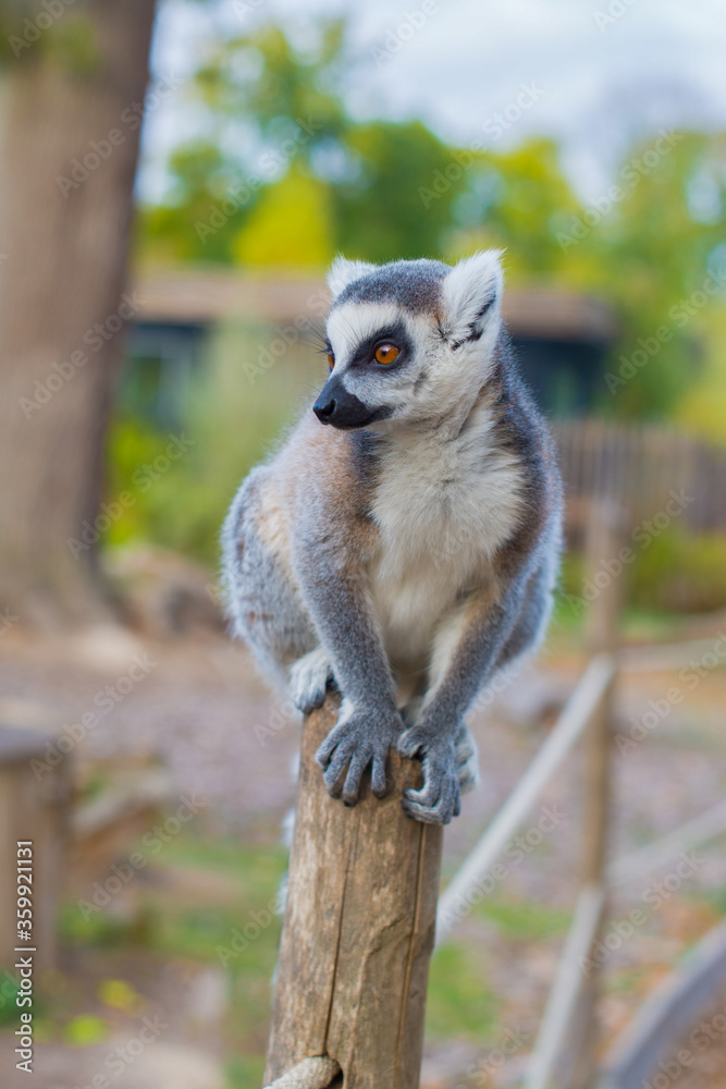 Obraz premium lemur sitting on a stump
