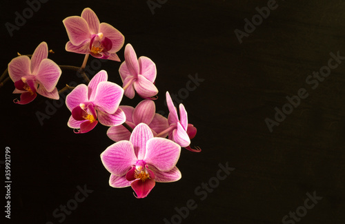Branch with flower of the orchids on black background