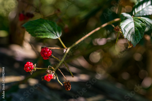 Nature reserve Pfrunger-Burgweiler-Ried in autumn photo