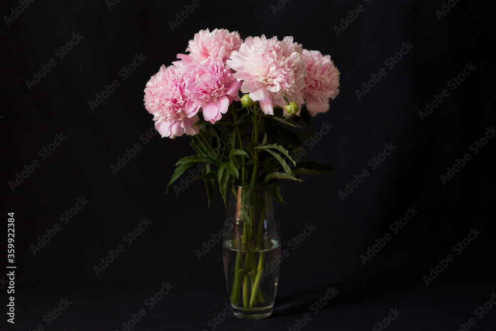 Blooming peony on a black background Blooming peony on a black background
