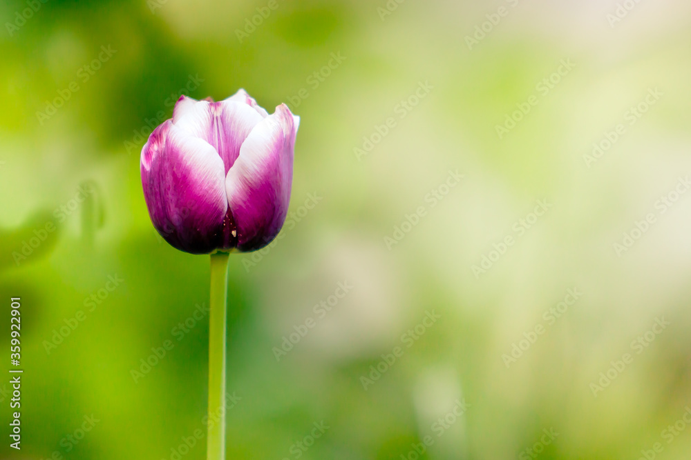 One tulip on a background of blurred grass background copy space One tulip on a background of blurred grass background copy space