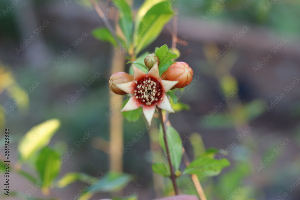 Pequeña flor granate