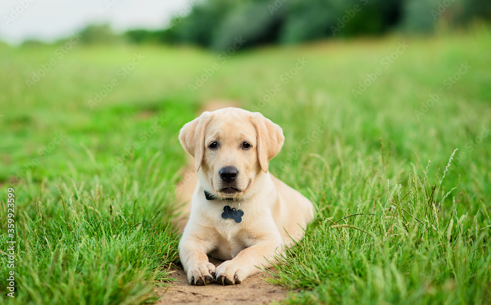 Labrador puppy posing for the camera in the green park Labrador puppy posing for the camera in the green park