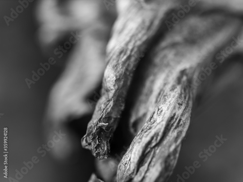 Close up of a flower petal