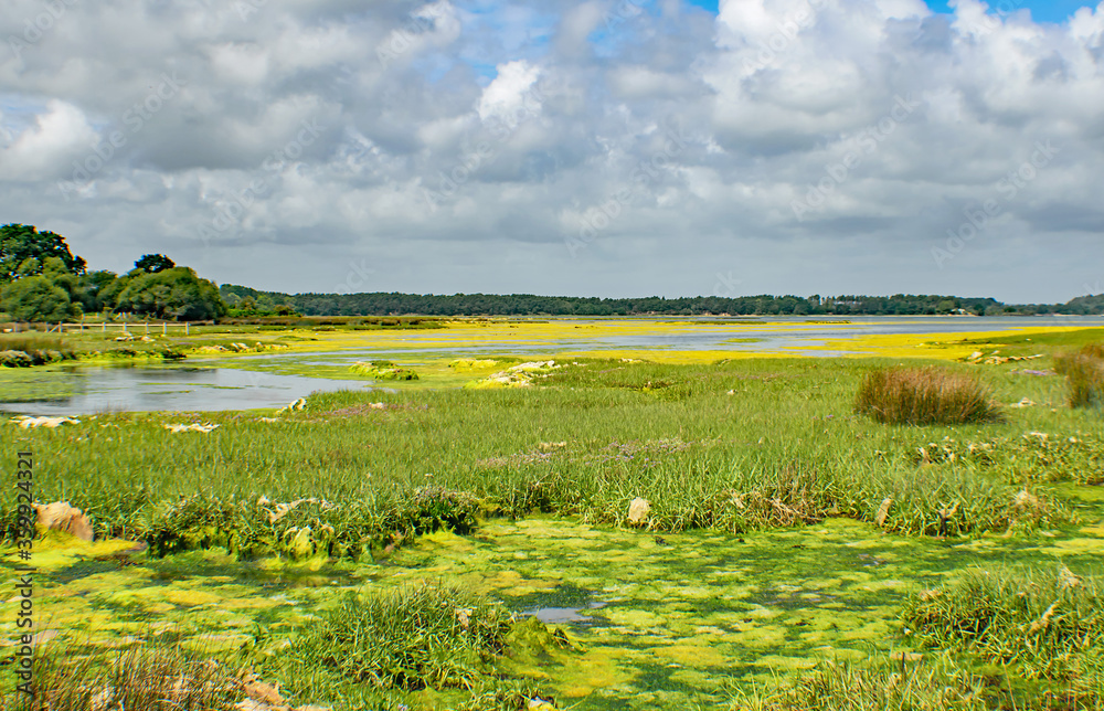 Fototapeta premium The beautiful green and yellow hues of Brands Bay shallow pools,Purbeck,Dorset