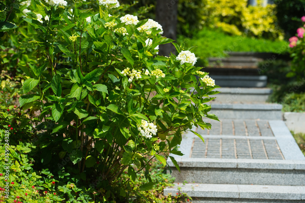 Garden. Landscape design. Summer time. Care of the garden. Curly pruning of shrubs