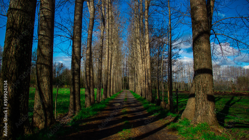 Obraz premium sendero con arboles