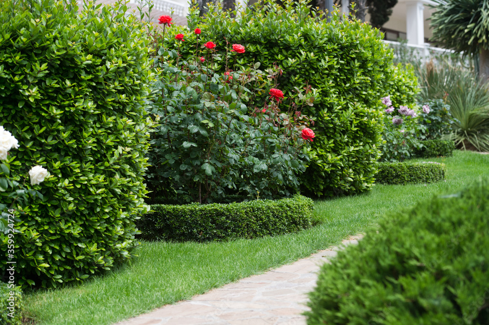Fototapeta premium Garden. Landscape design. Summer time. Care of the garden. Curly pruning of shrubs