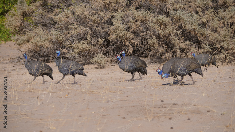 Group Helmeted guineafowl walking around Group Helmeted guineafowl walking around