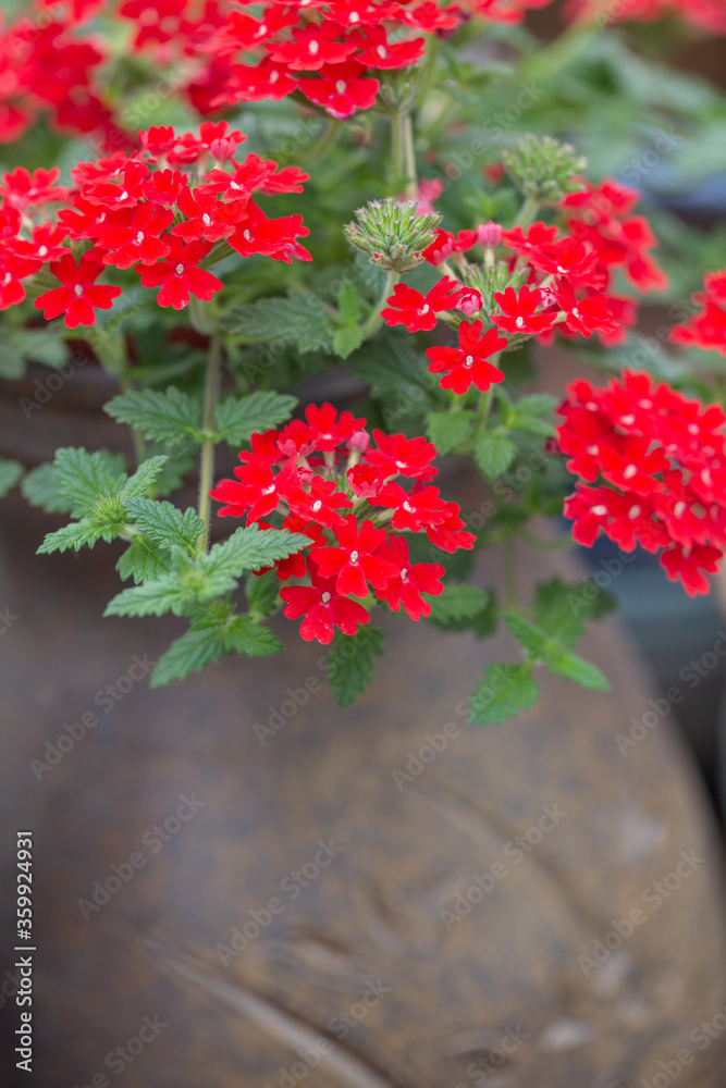 Blooming red flowers and ceramic pots，Verbena hybrida