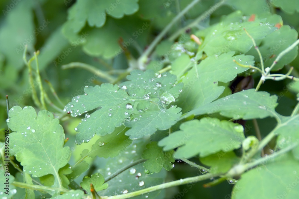drops of water on green leaves after rain drops of water on green leaves after rain