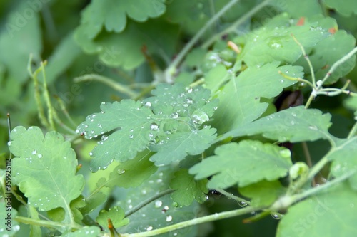 drops of water on green leaves after rain