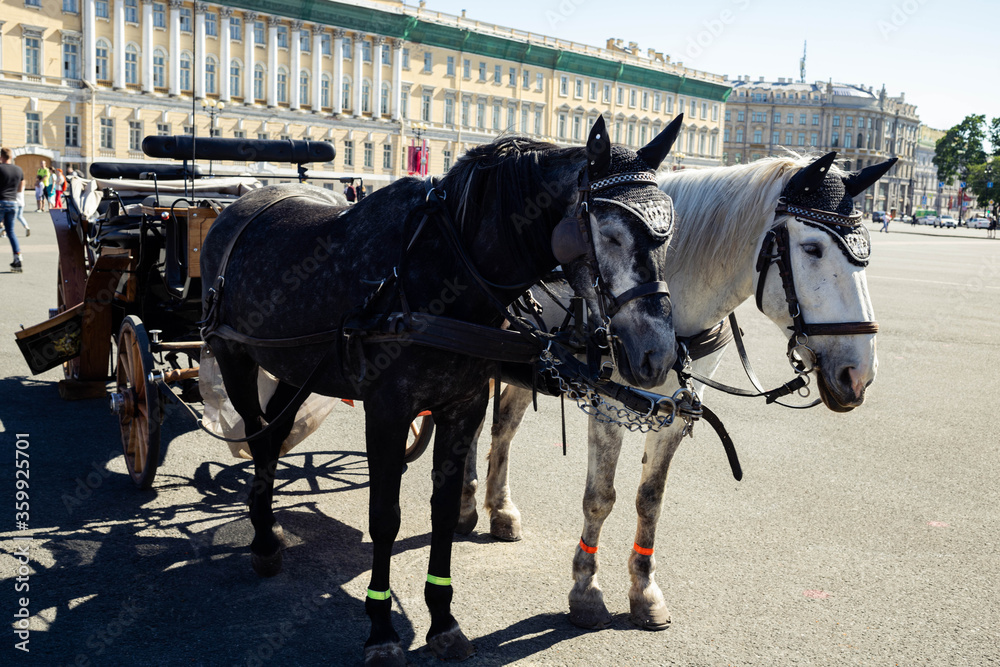 black and white horse and cart in the center of the square in summer black and white horse and cart in the center of the square in summer