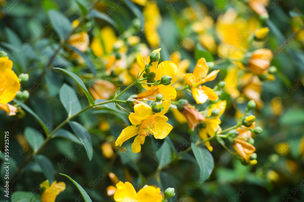 Yellow flowering Hypericum. Scientific name is Hypericum patulum. Yellow flowers of Hypericum patulum or known as goldencup St. John's wort or yellow mosqueta
Yellow flowering Hypericum. Scientific name is Hypericum patulum. Yellow flowers of Hypericum patulum or known as goldencup St. John's wort or yellow mosqueta