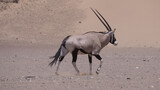 Gemsbok walks on the dry and warm Hoanib Riverbed