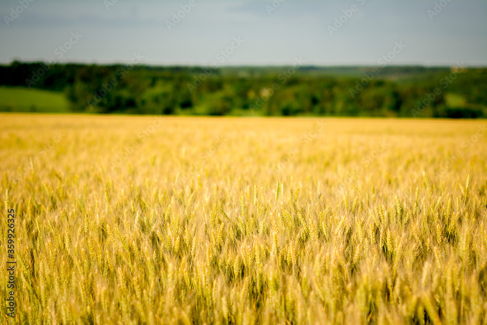 golden wheat field golden wheat field