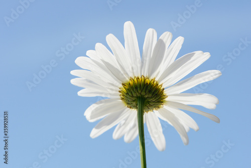 white summer flowers daisy in front of blue sky