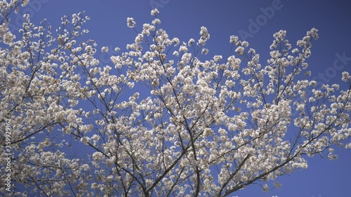 Japanese cherry blossoms 5