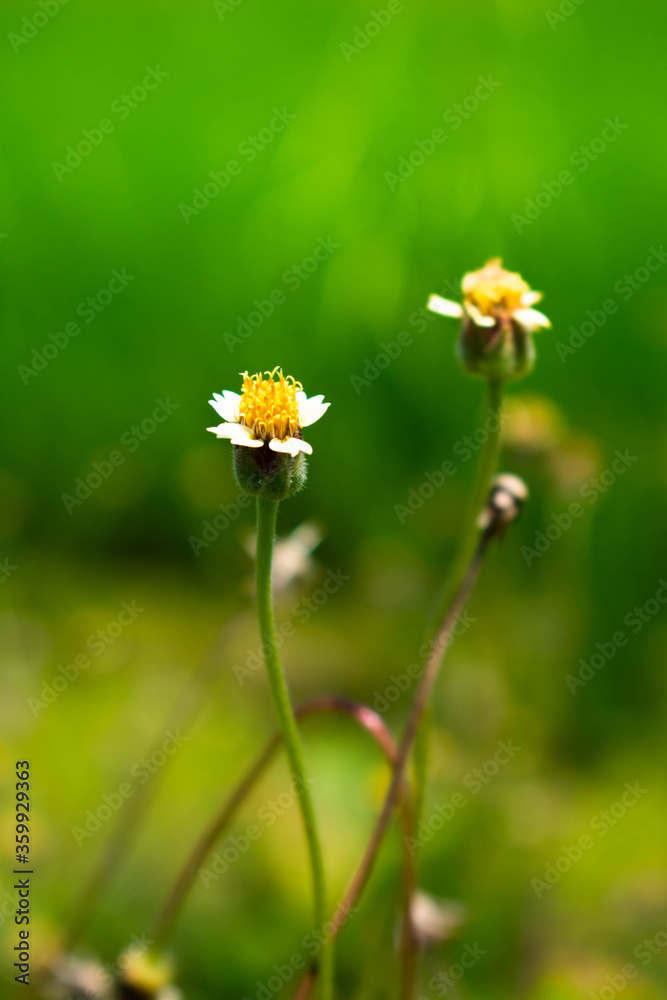 yellow flower in the meadow yellow flower in the meadow