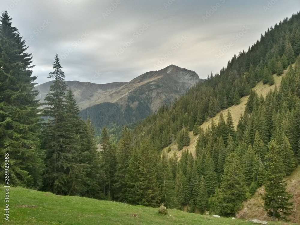 rocky mountains with green forest and meadows