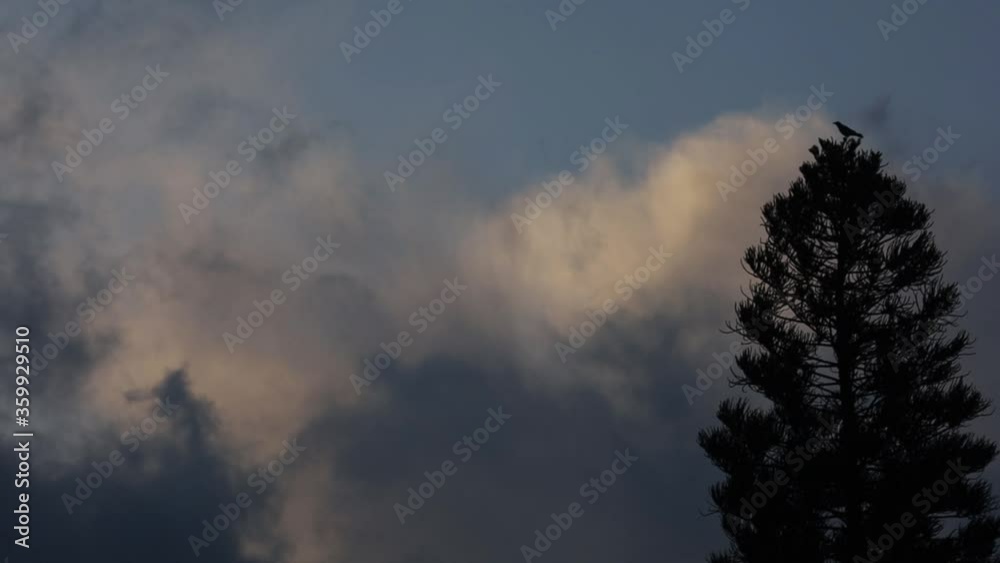 One black bird perched on top of tall silhouette tree with dark grey wispy stormy clouds slowly moving in sky, loneliness concept, static One black bird perched on top of tall silhouette tree with dark grey wispy stormy clouds slowly moving in sky, loneliness concept, static