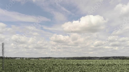 Fluffy White Clouds Over The Dry Meadow With Plants Waving In Overijse, Belgium - Agricultural Drought - slow tilt down shot photo