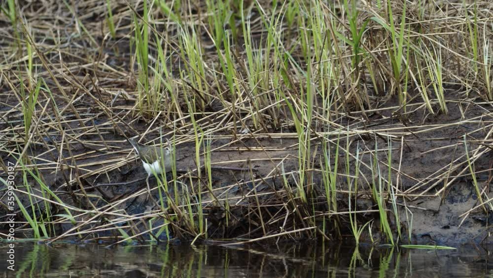 Common sandpiper is looking for food at river bank mud in spring Common sandpiper is looking for food at river bank mud in spring