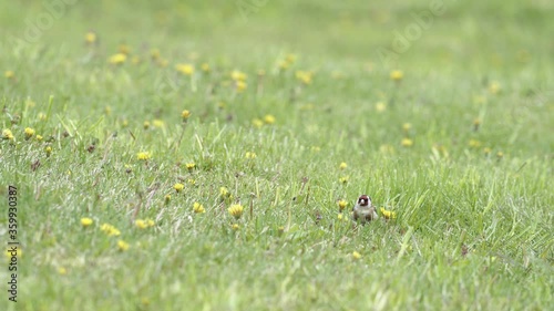 European goldfinch eating dandelion and other seeds on the ground photo