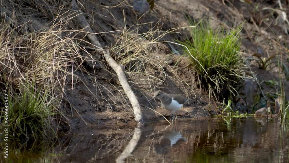 Common sandpiper is looking for food at river bank mud in spring Common sandpiper is looking for food at river bank mud in spring