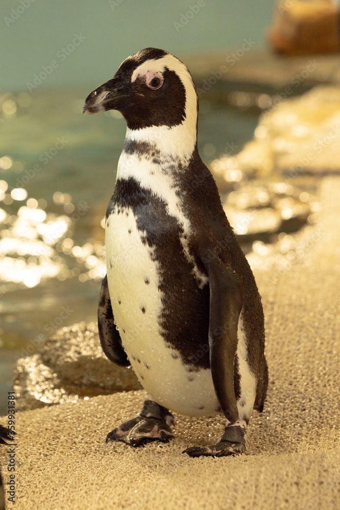 Obraz premium penguin on the beach
