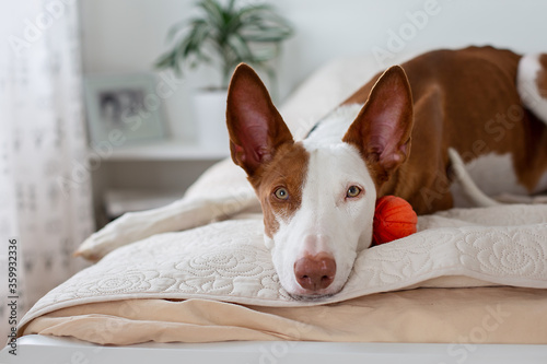 Big dog breed podenco ibicenco red-white in home photo