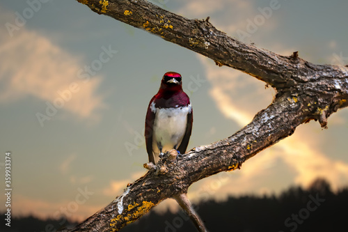 red billed hornbill