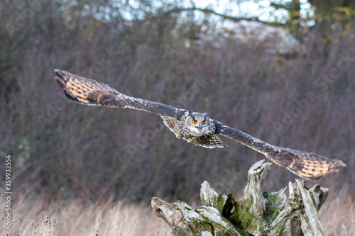 Eurasian Eagle Owl  Bubo bubo  pictured flying above a meadow