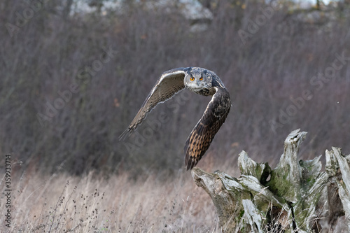 Eurasian Eagle Owl (Bubo bubo) pictured flying above a meadow