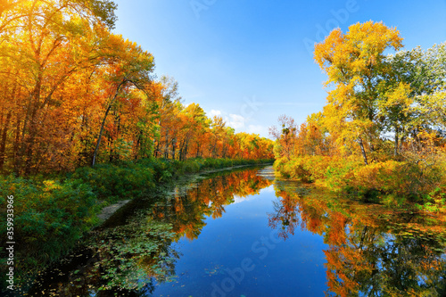 Autumn river and colorful trees near the water