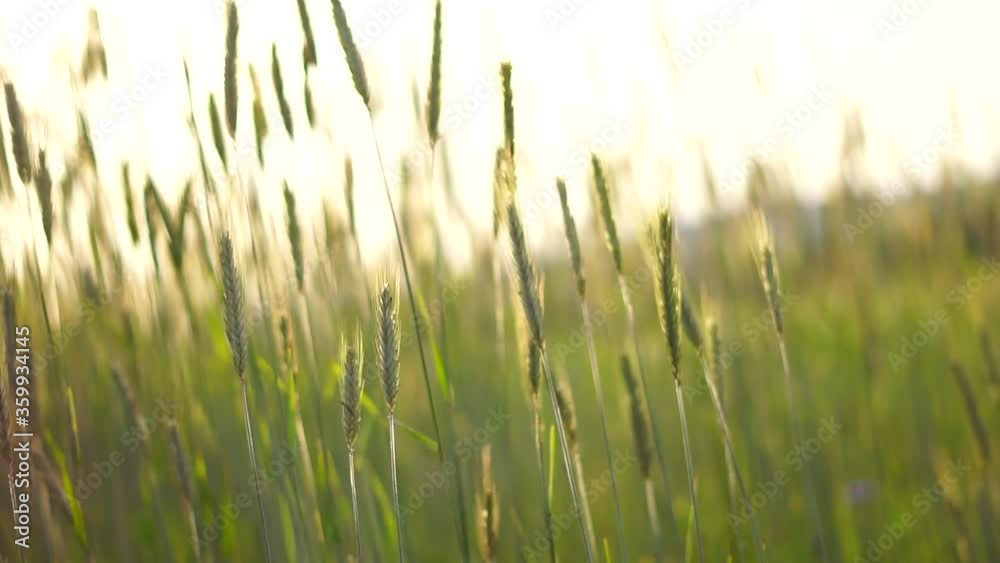 wheat field with a wind breeze and the sun is shinning (Seamless Loop) wheat field with a wind breeze and the sun is shinning (Seamless Loop)