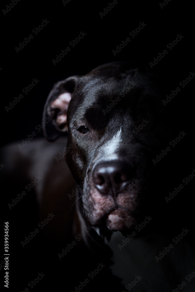 Naklejka American pit bull terrier on dark background. Close up.