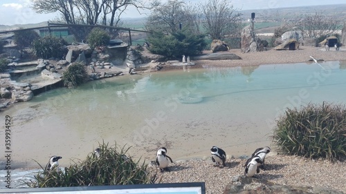Fotografia, Obraz Penguins in captivity