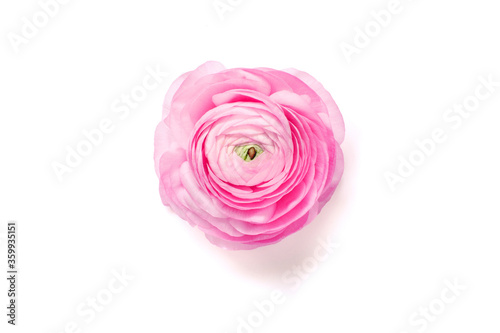 Pink ranunculus flower on a white background