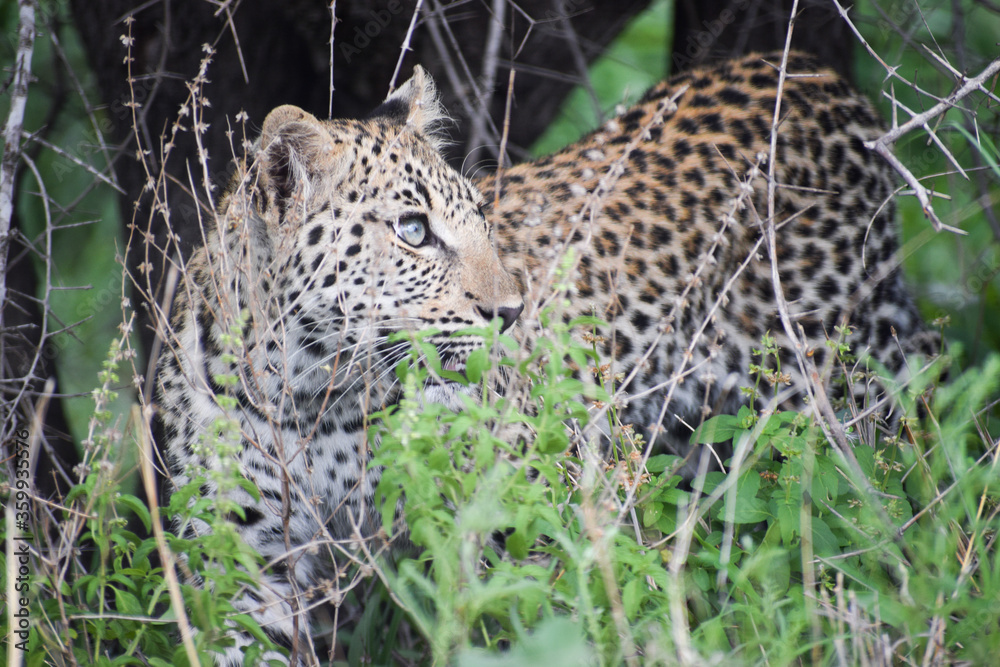 Leopard in Kruger National Park, South Africa. Leopard in Kruger National Park, South Africa.